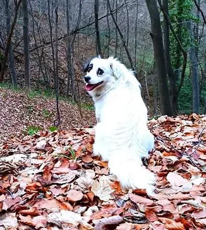 Etno Kuca Ostrvica Semesterbostad