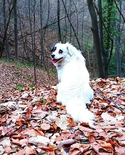 Etno Kuca Ostrvica Casa vacanze